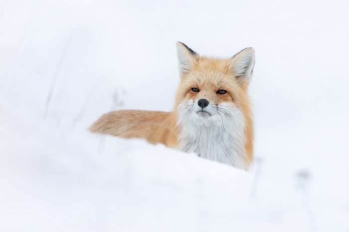 Red fox resting in the snow