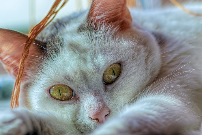Close-up of a white cat with yellow eyes