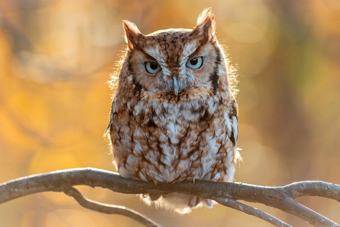 Eastern Screech Owl perched on a branch