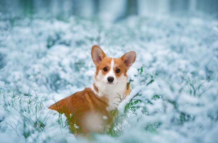 Pembroke Welsh Corgi in the Snow
