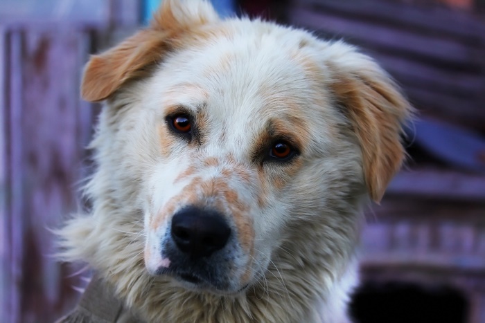 Close-up of a fluffy dog with amber eyes