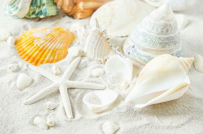 Shells and Starfish on Sand 4K