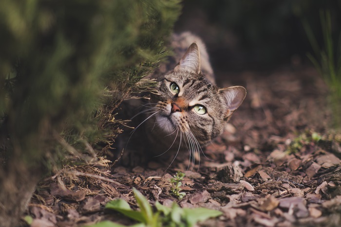 Tabby cat peeking from behind a bush