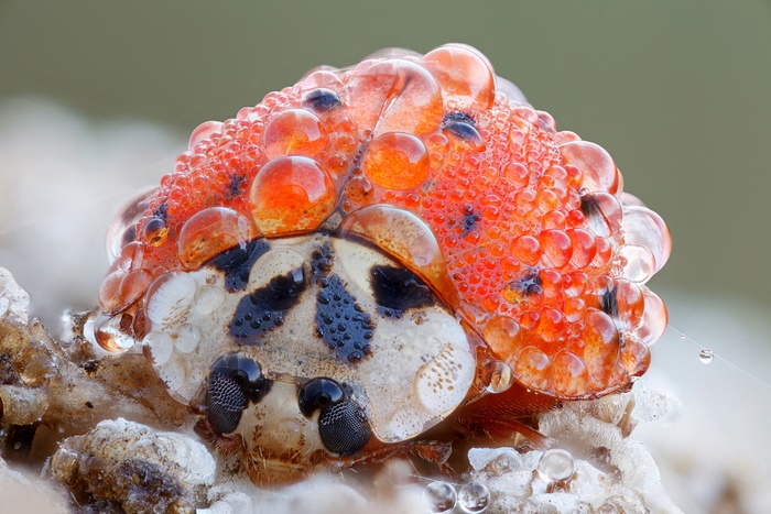 Macro shot of a ladybug covered in water droplets