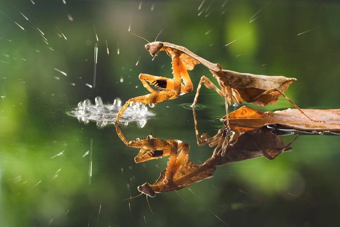 Praying Mantis Reflected in Water During Rain