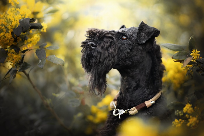Black Kerry Blue Terrier Dog with Yellow Flowers