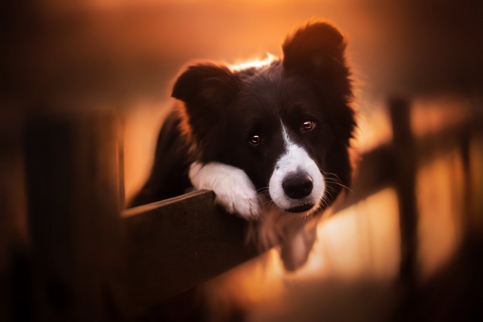 Border Collie resting its head on a wooden surface