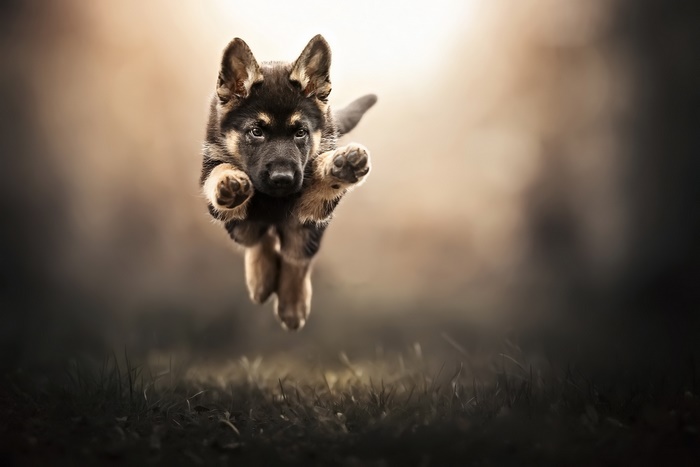 German Shepherd Puppy Jumping in Field