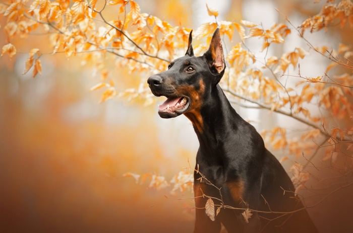 Doberman Pinscher in Autumn Foliage
