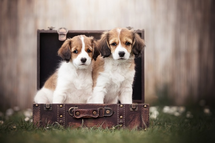 Two puppies sitting in a vintage suitcase