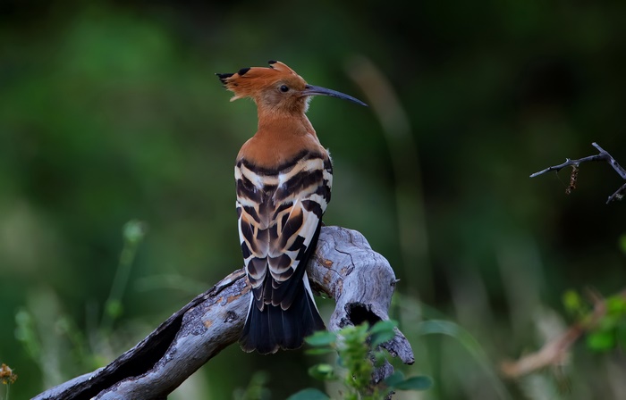 Hoopoe bird perched on a branch