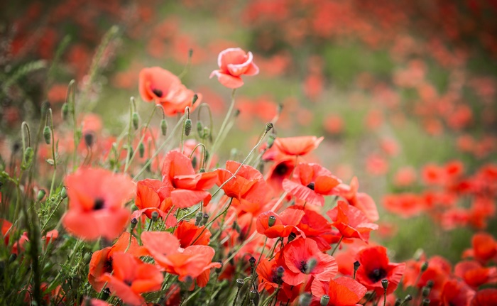 Field of Red Poppies in Bloom
