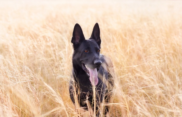 Black German Shepherd Dog in Tall Grass
