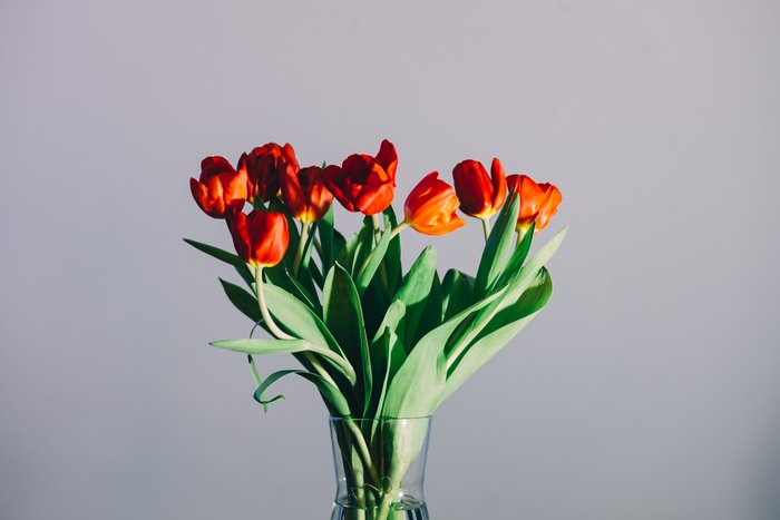 A bouquet of red tulips in a glass vase
