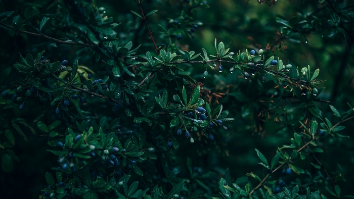 Dark green leaves and blue berries on branches