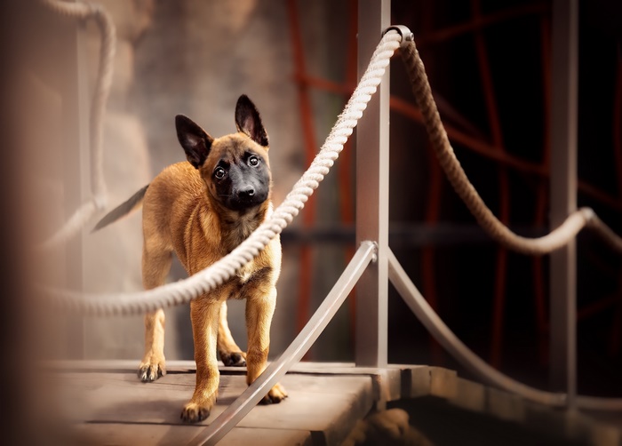 Puppy standing on a wooden platform with a rope railing