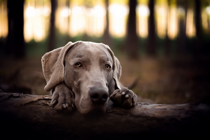 Weimaraner dog resting on a log in a forest