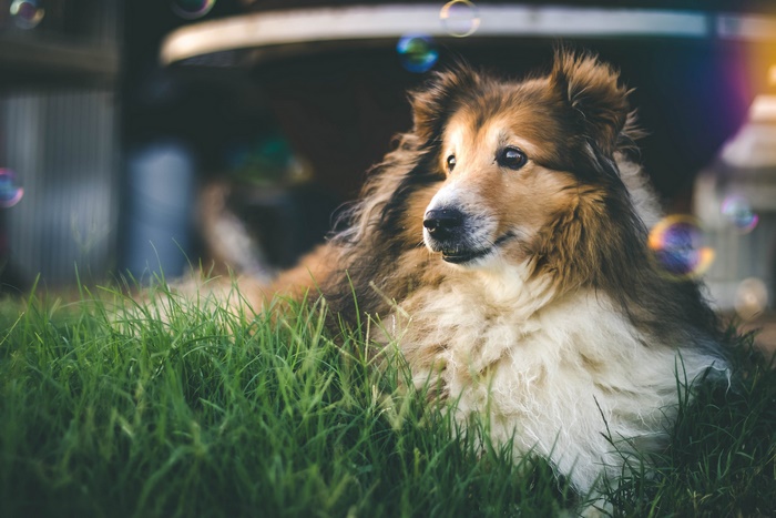 Shetland Sheepdog lying in green grass with bubbles