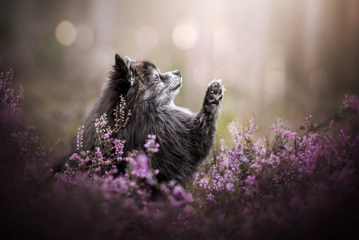 A fluffy dog sits in a field of purple flowers