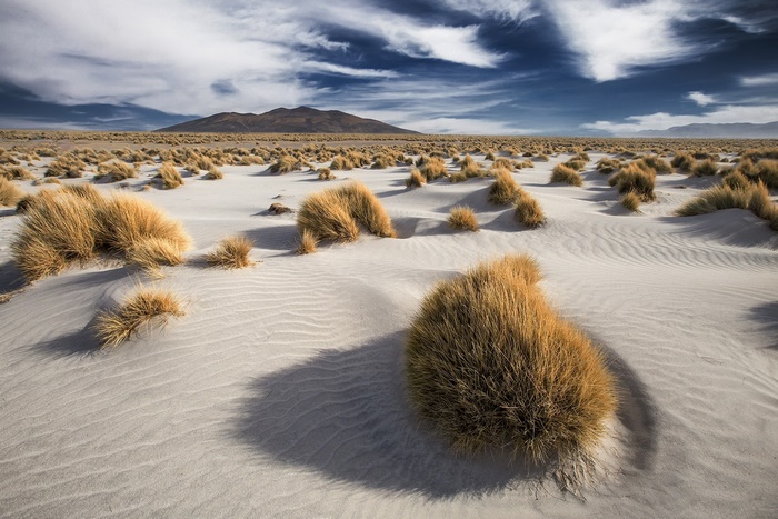 Desert landscape with sand dunes and dry grass