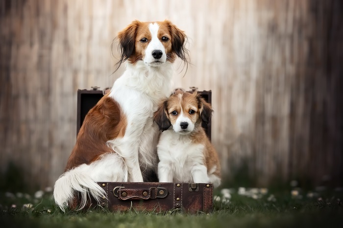 Two dogs, an adult and a puppy, sitting in a suitcase
