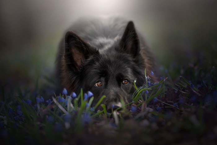 Black German Shepherd Dog Lying in Blue Flowers