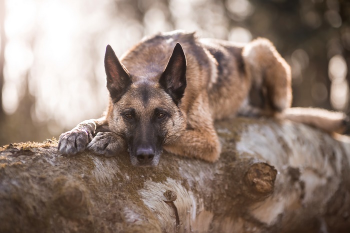 German Shepherd Dog Lying on a Log