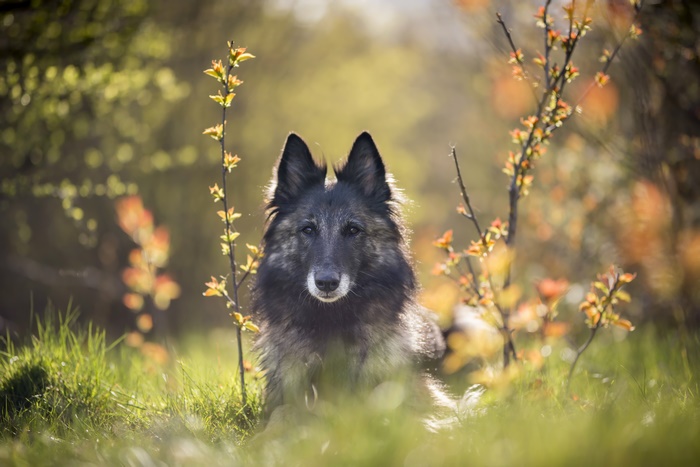 Belgian Shepherd Dog in a Spring Meadow 4K