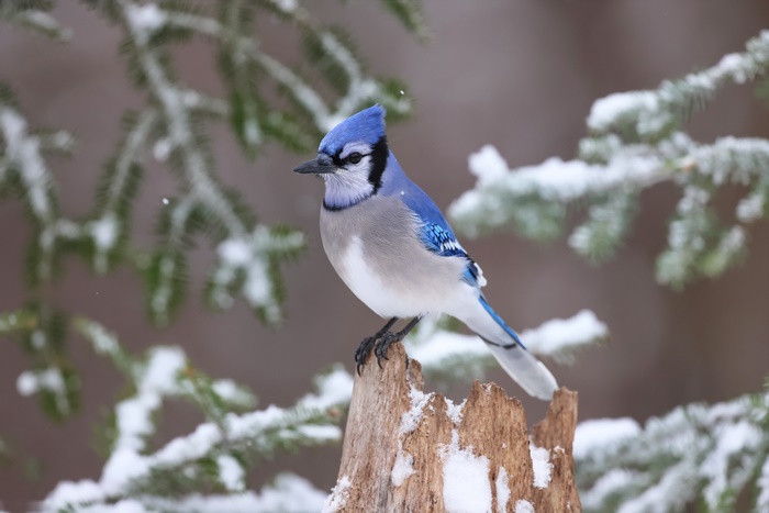 Blue Jay perched on a snowy stump