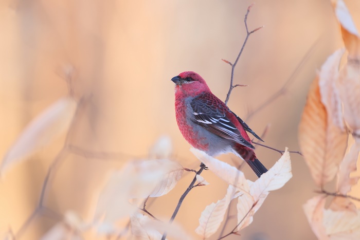 Pine Grosbeak perched on a branch with autumn leaves