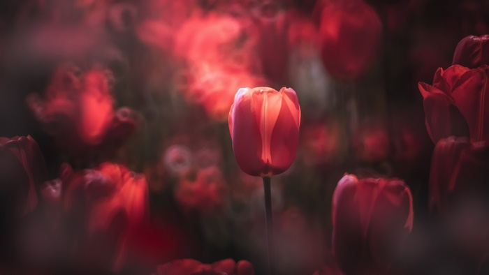 Red Tulip Macro Photography with Bokeh