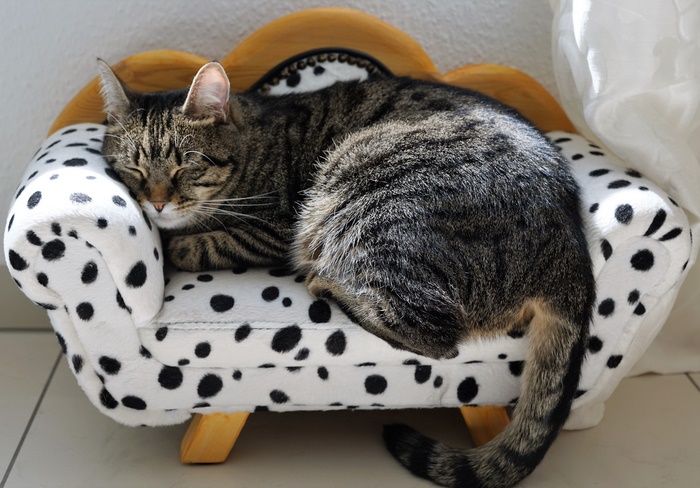 Tabby cat sleeping on a dalmatian print pet couch