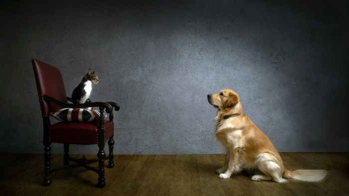 Cat and Golden Retriever on a Chair