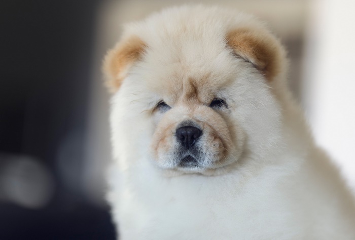 Close-up of a fluffy cream Chow Chow puppy