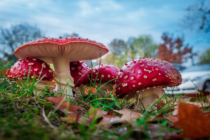 Amanita Muscaria Mushrooms in Nature 4K