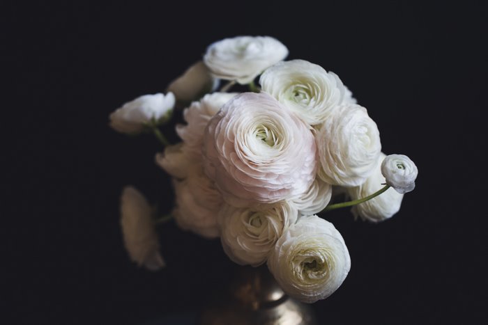 Bouquet of white ranunculus flowers in a vase