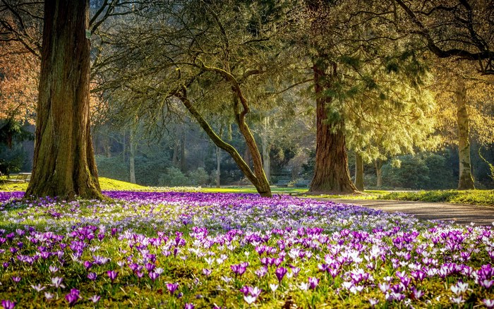 Sunlit Park with Blooming Crocuses