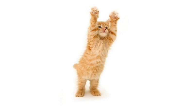 Orange tabby kitten standing on hind legs
