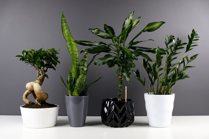 Four potted plants on a grey background
