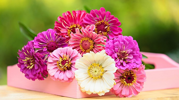 Bouquet of colorful zinnias in a pink tray