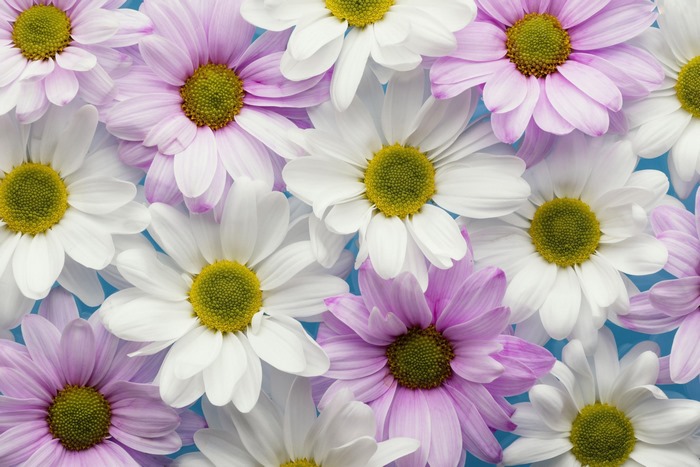 Close-up of pink and white chrysanthemums