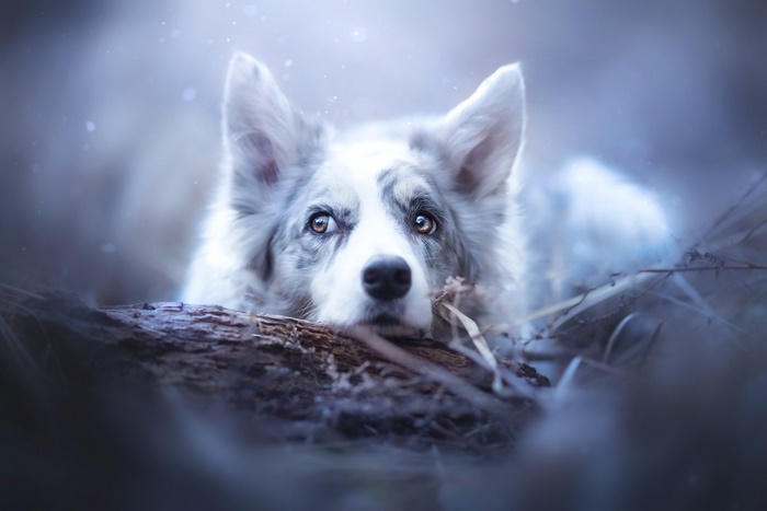 Border Collie dog lying on a log
