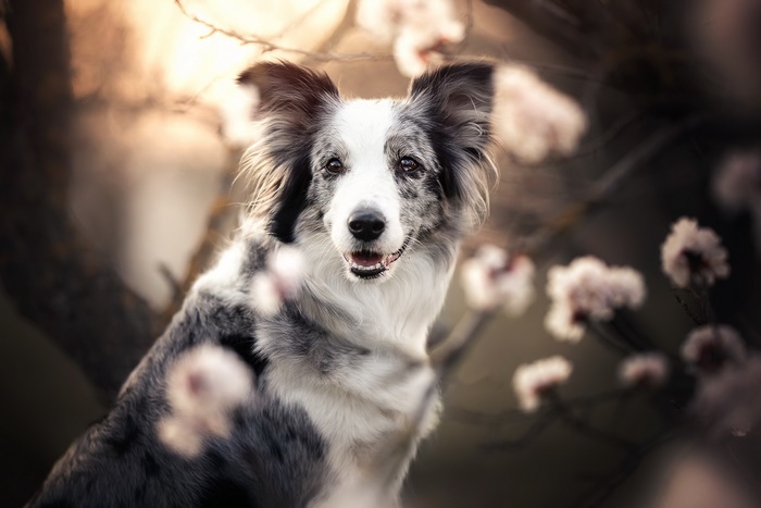 Border Collie dog with flowers