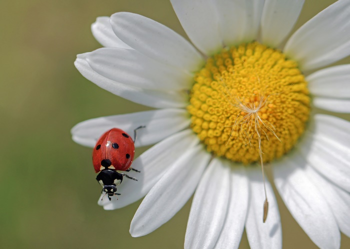 Ladybug on a Daisy Flower