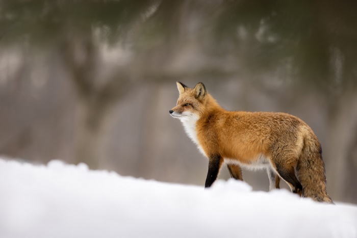 Red Fox in Snow