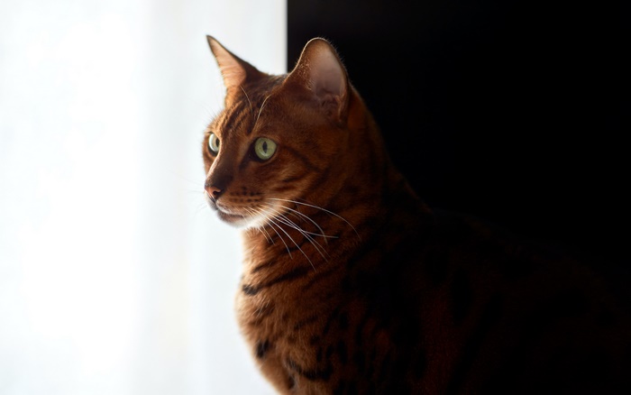 Bengal Cat 4K