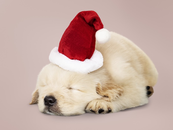 Baby Golden Retriever Puppy Wearing Santa Hat