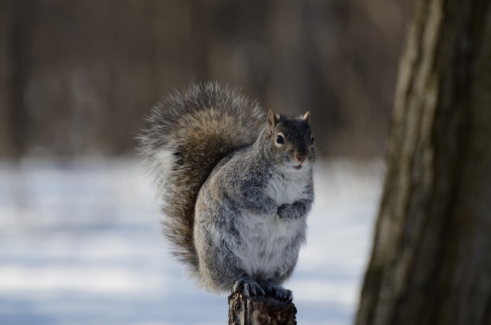 Squirrel 4K