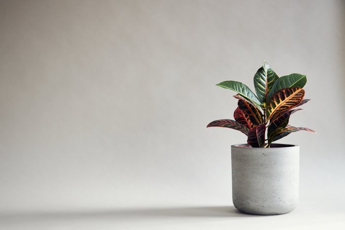 Minimalist Croton plant in a concrete pot