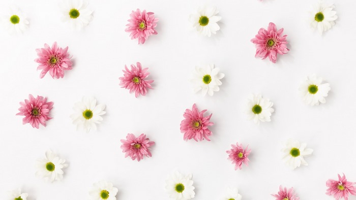 Pink and white flowers scattered on a white surface